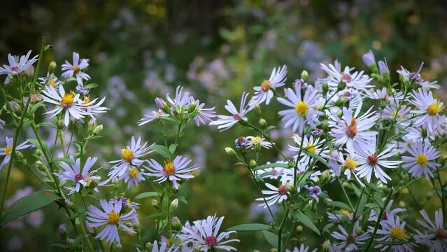 Lovely blooming American aster wildflowers.in a natural forest setting in central Minnesota. Footage begins with intention blurr, followed by slow zoom in.