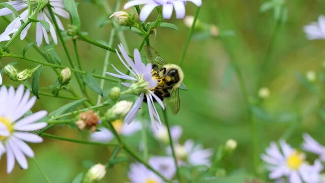 Bumblebee gathers nectar and pollinates lovely blooming American aster wild flowers.in a natural forest setting in central Minnesota. Three footage clips.
