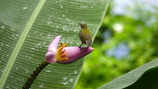 Bird standing on pink banana flower.Tropical bird Little spiderhunter   use it's long beak and tongue drinking nectar from Flowering Banana,4K video. 