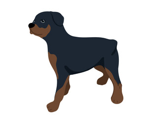 Rottweiler dog isolated on white background. Vector illustration