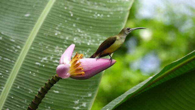 Bird standing on pink banana flower.Tropical bird Little spiderhunter   use it's long beak and tongue drinking nectar from Flowering Banana,4K video. 