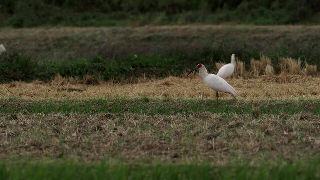 Niigata,Japan - October 21, 2022: Toki or Japanese crested ibis or Nipponia nippon at a rice field in Sado island, Japan

