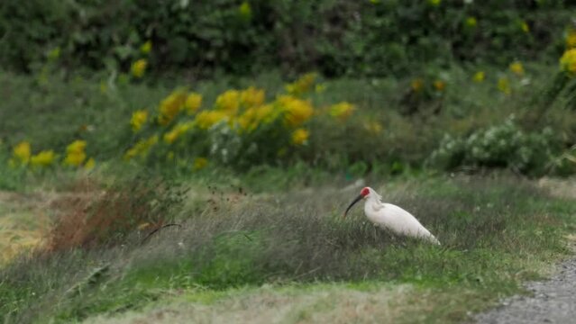 Niigata,Japan - October 21, 2022: Toki or Japanese crested ibis or Nipponia nippon at a rice field in Sado island, Japan
