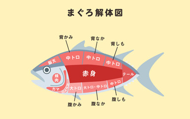 まぐろ解体図のイラスト