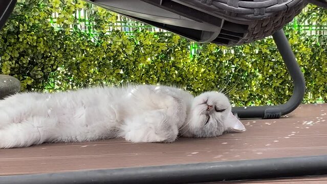 close up of Persian cat relaxing and laying down on floor