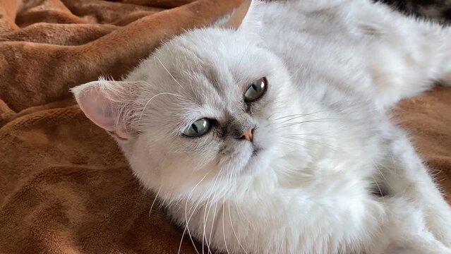 Little cute kitten on couch. Silver shade cut cat at home. Persian Cat. Chinchila.