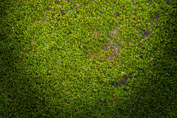 Grooved green moss background in nature. Close up green moss texture.