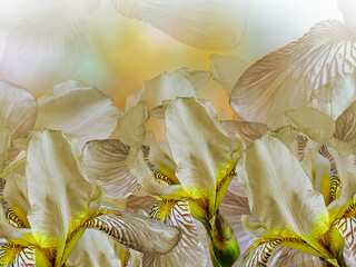 Fototapeta na wymiar Flowers yellow irises. Floral spring background. Close-up. Nature.