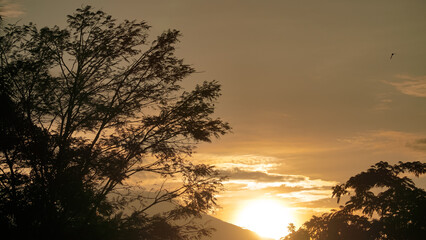 Silhouette of tree with sunrise sky on the background