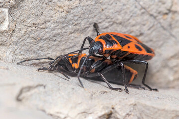 Couple of Pyrrhocoris apterus mating on a rock under the sun