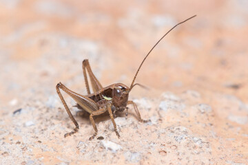 Young bush cricket, Platycleis sp., posed on a concrete wall under the sun