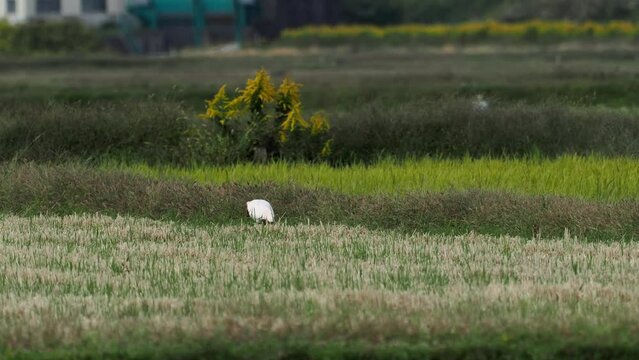 Niigata,Japan - October 21, 2022: Toki or Japanese crested ibis or Nipponia nippon at a rice field in Sado island, Japan
