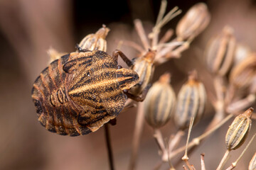 Graphosoma lineatum nymph walking on a dead plant looking for food