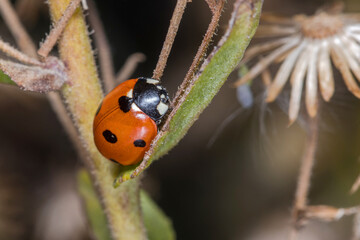 Seven-spot ladybird, Coccinella septempunctata, resting on a plant