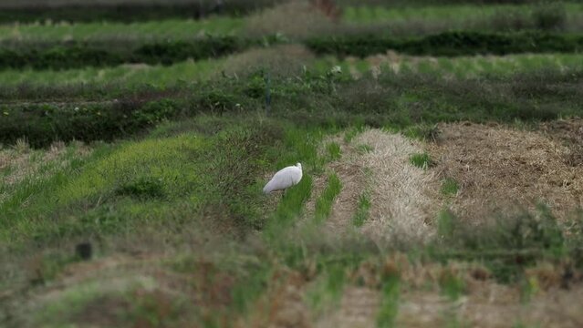 Niigata,Japan - October 21, 2022: Toki or Japanese crested ibis or Nipponia nippon at a rice field in Sado island, Japan
