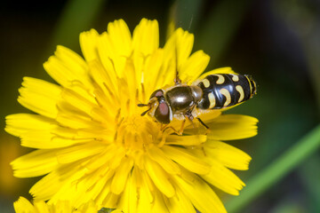 Eupeodes sp. posed at the top of a yellow flower on a sunny day