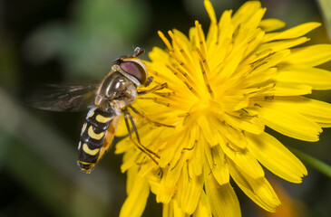 Eupeodes sp. posed at the top of a yellow flower on a sunny day