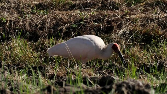 Niigata,Japan - October 21, 2022: Toki or Japanese crested ibis or Nipponia nippon at a rice field in Sado island, Japan
