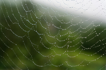 Beautiful natural background with a necklace of water drops on a cobweb in the grass in spring summer. The texture of the dew drops on the web in nature macro macro with soft focus.