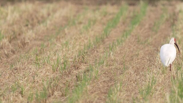 Niigata,Japan - October 21, 2022: Toki or Japanese crested ibis or Nipponia nippon at a rice field in Sado island, Japan
