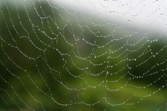 Beautiful natural background with a necklace of water drops on a cobweb in the grass in spring summer. The texture of the dew drops on the web in nature macro macro with soft focus.