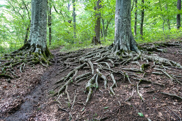A picturesque forest on the way to the eagle shelf. Mezmai