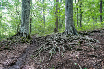 A picturesque forest on the way to the eagle shelf. Mezmai