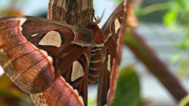 Newly Hatched Atlas Moth On The Tree Branch Flapping Its Wings To Dry. - close up