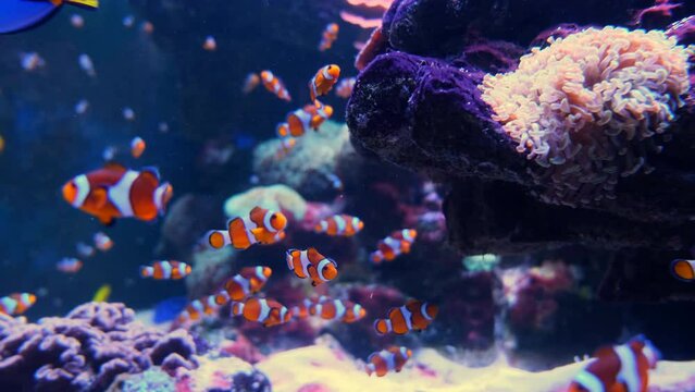 Tropical clownfish swimming in the green anemone. Nemo and anemone. Underwater nemo fish footage of the wildlife on the coral reef.