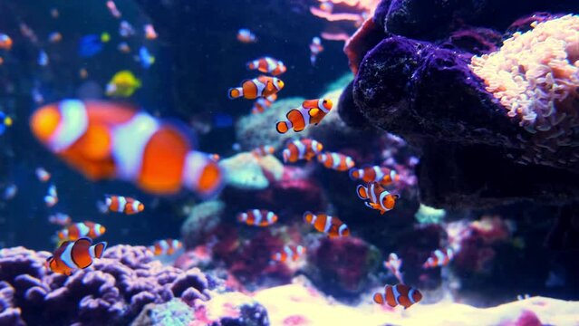 Tropical clownfish swimming in the green anemone. Nemo and anemone. Underwater nemo fish footage of the wildlife on the coral reef.