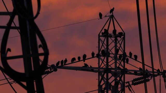 Power Lines and Pylon with Buzzards sitting on it at sunset