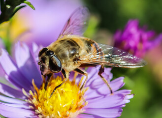 Worker bee on Sapphire Mist aster flowers in autumn garden