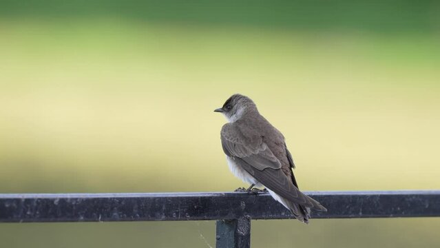 Selective focus close up shot capturing a wild brown-chested martin, progne tapera perching on metal fence at lakeside, wondering around its surrounding environment at daytime.