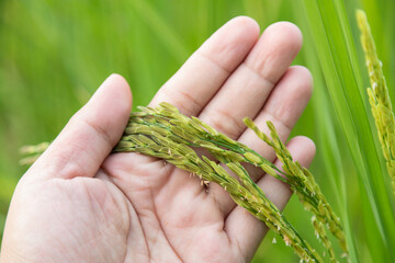 farmer hand hold raw greean paddy rice in organic farm for using as a healthy food eating. selective focus.