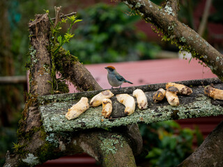 The Scrub Tanager (Stilpnia vitriolina) is Perching on a Branch near a Rustic Piece of Wood with Banana Pieces on it