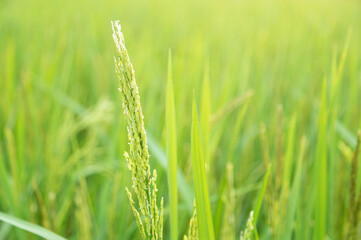 Raw greean paddy rice in organic farm for using as a healthy food eating. selective focus.