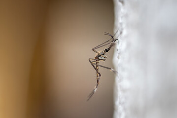 Closeup, a very large mosquito that clings to a tree.
