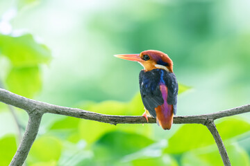 close up Three-toed kingfisher in park of bangkok thailand