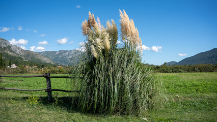 Cortaderia selloana is a species of flowering plant in the Poaceae family. It is referred to by the common name pampas grass. This picture comes from Croatia.