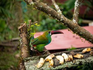 A Bird with Multicolored Feathers and a Red Beak Known as Crimson-Rumped Toucanet (Aulacorhynchus haematopygus) is Perching on a Branch near a Rustic Piece of Wood with Banana Pieces on it