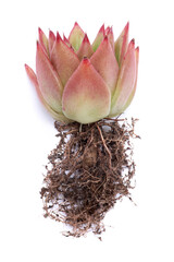 Echeveria Succulent Plant with roots Isolated on White Background