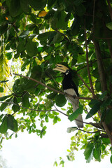 The oriental pied hornbill is an Indo-Malayan pied hornbill, a large canopy-dwelling bird belonging to the family Bucerotidae