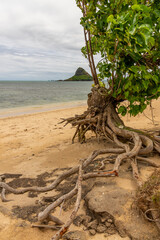 View of Mokoli'i Island on Oahu, Hawaii with native tree in foreground. 