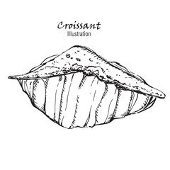 Illustration Hand Drawn Sketch Ham Cheese Croissant. on white background, outline monochrome ink style.
