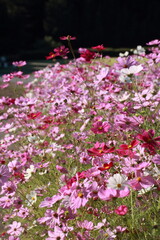 咲き誇る一面のコスモス