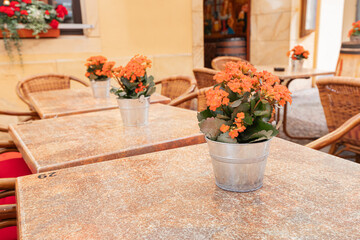 An empty table in a cafe decorated with a potted plant