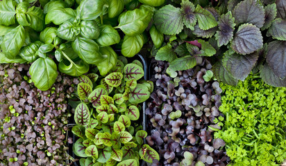 Top view of different types of micro greens. Flat lay young sprouts of amaranth, sorrel, mustard,...