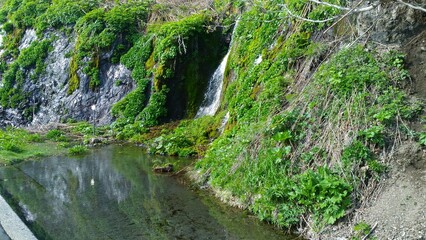 stream in the forest
