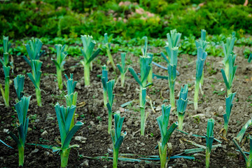Poireaux alignés dans le jardin potager