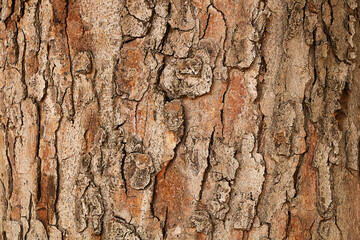 Background. Natural texture from the bark of an old tree. - 540614167